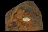 Unidentified Fossil Seed From North Dakota - Paleocene #95364-1